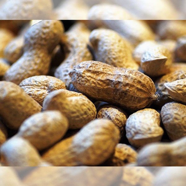 Peanut-3