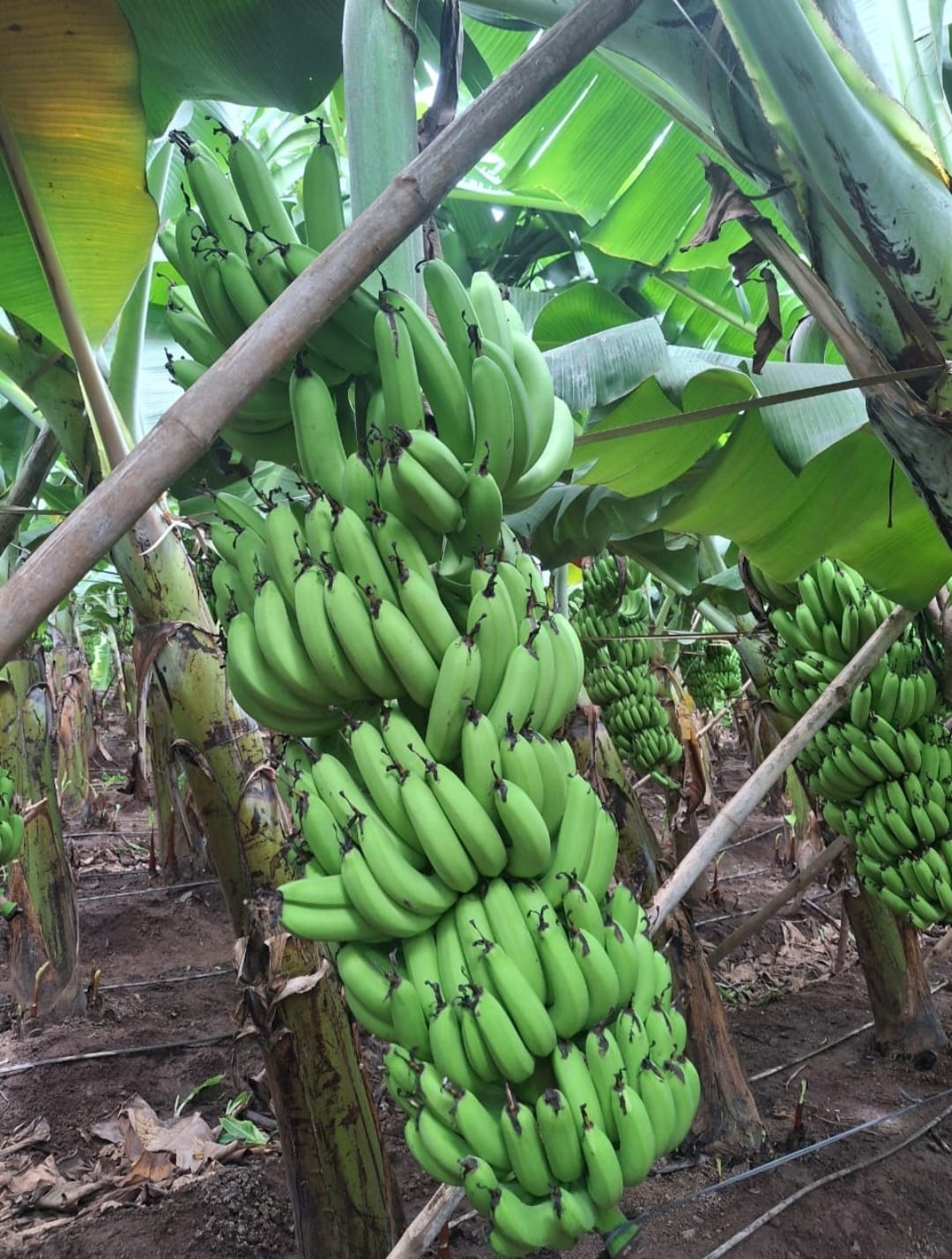 bannana10