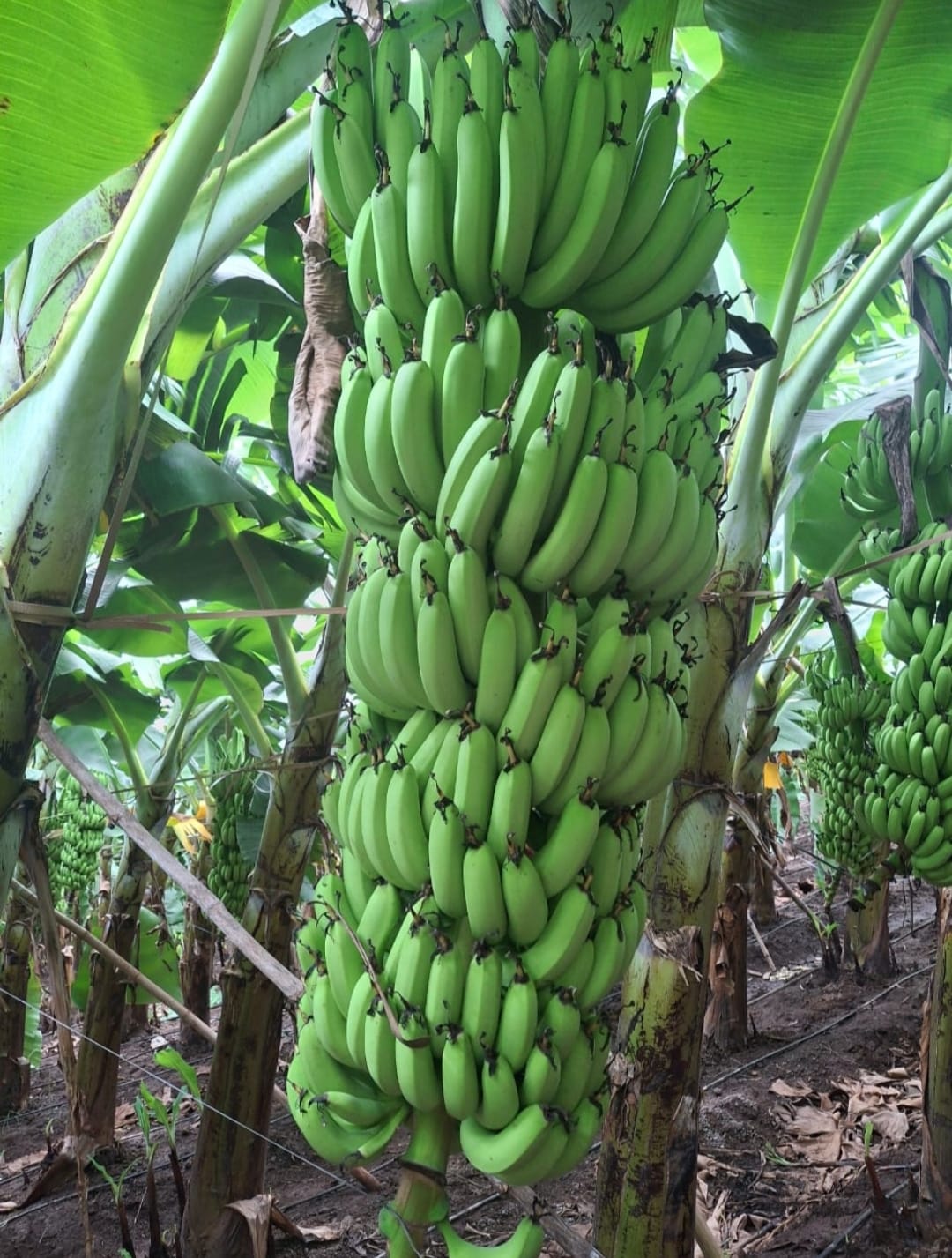 bannana11