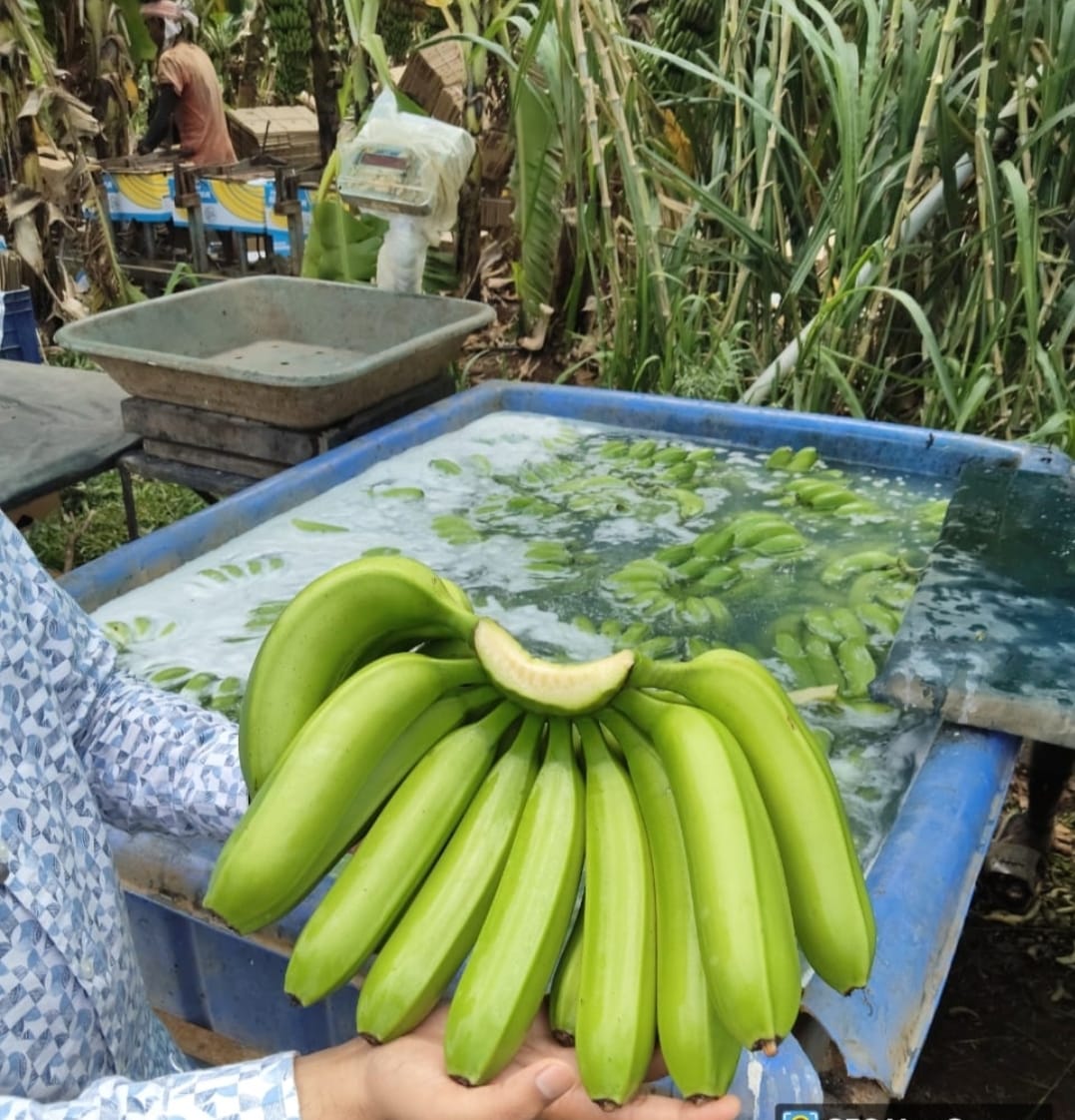 bannana3