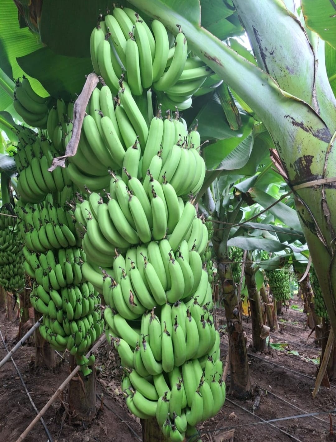 bannana5